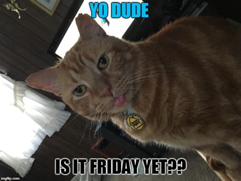 Image Tagged In Fridaycat Says Imgflip