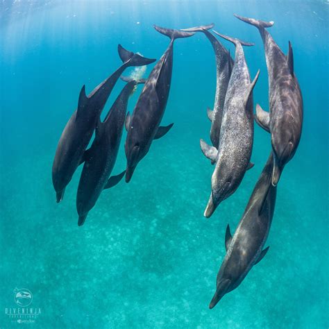 Wild Dolphin Expeditions In Bimini The Bahamas
