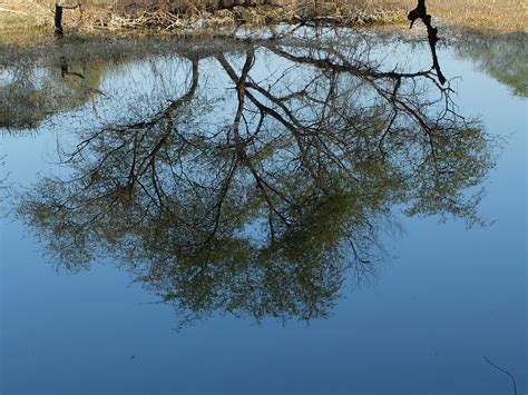 Free Photo Tree Reflection Lake Lonely Mirror Free Download Jooinn