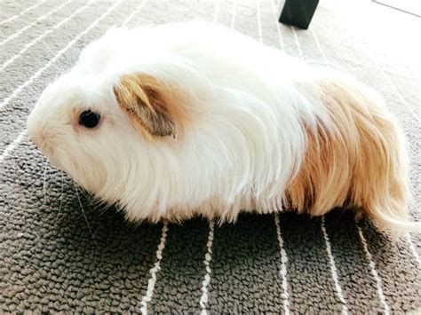 Guinea Pig Small And Furry Adopted 4 Years 8 Months Jamie From