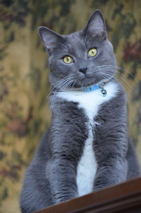 29 Best Images About Grey Tuxedo Cats On Pinterest Cats