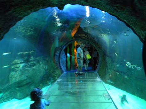 The Unknown Florida Sea Life Aquarium Orlando Fl