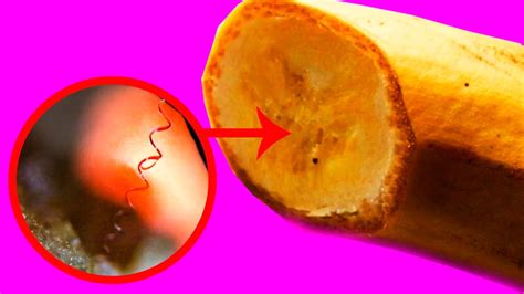 Banana Under The Microscope Spring Of Secrets Youtube