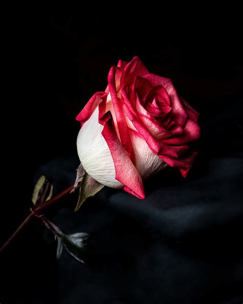 Find the perfect rose picture from over 40,000 of the best rose images. 350+ Red-Rose Images HQ | Download Free Pictures on Unsplash