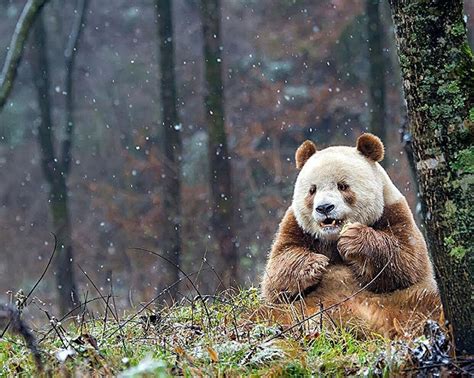 Meet Qizai The Only Brown Panda In The World