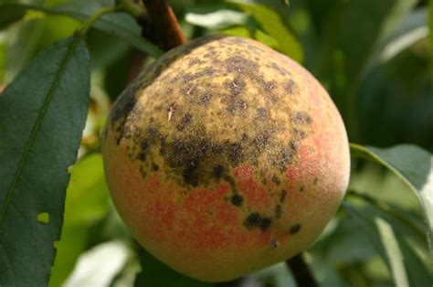 Thank you for using it! Peach has lots of black spots on skin | Walter Reeves: The ...