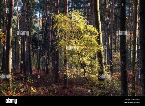 Forest Light Beech Tree Sapling In Autumn Delamere Forest Delamere