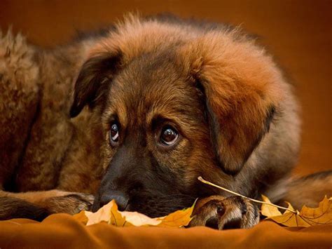Fino a 6 mesi il cucciolo potrà assumere 3 pasti al giorno, mentre dai 6 ai 24 mesi i pasti saranno 2 nell'arco della giornata. Sfondi Desktop di Cani da scaricare Gratis per Windows e ...