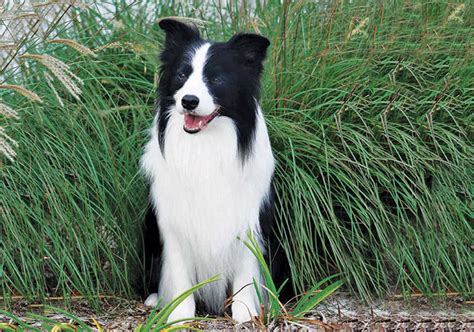 Its body is slightly longer than it is tall. Border Collie Breeds