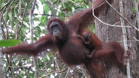 Nearly 150000 Bornean Orangutans Lost Since 1999 Study Finds