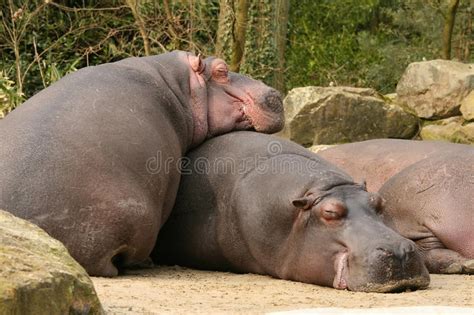 Hippo Sleeping Stock Photo Image Of Pink Wild Grey 10617730