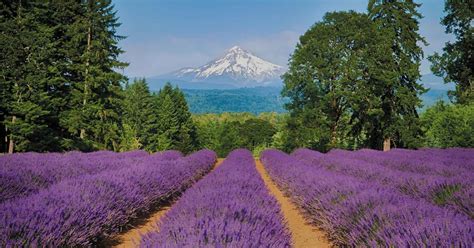 Celebrate Lavender In Bloom Oregons Mt Hood Territory