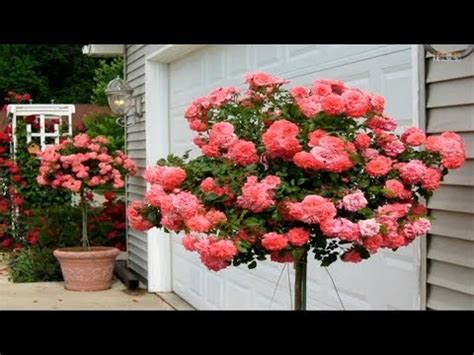 For over 20 years, tambuzi have been specialist in the production of traditional scented garden roses. Beautiful Rose Garden - The Most Beautiful Roses in the ...