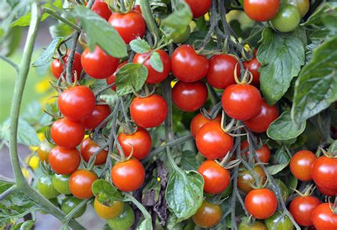 Top Five Tasty Tomatoes You Can Grow At Home
