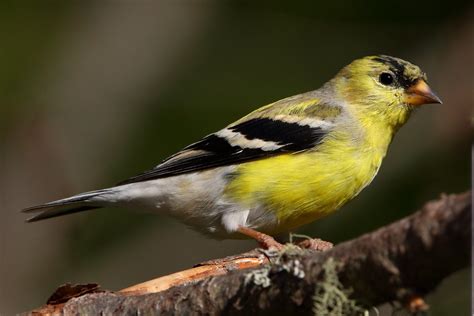 American Goldfinch Tidnish Cumberland County Nova Scotia Flickr