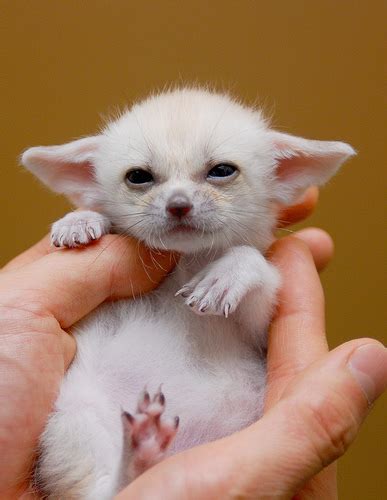 25 Fun Facts About Fennec Foxes Animalogic