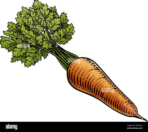 Carrot Vegetable Vintage Woodcut Illustration Stock Vector Image And Art