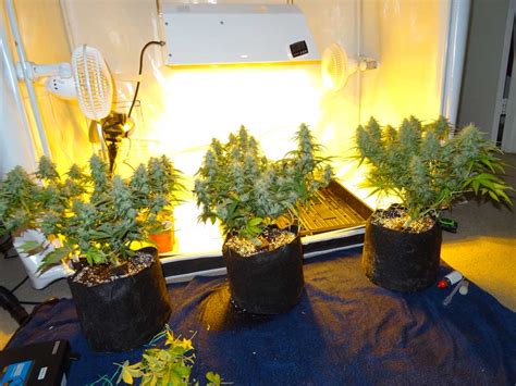 Auto Flowering Cannabis Strains Guide Plus How To Get Better Yields