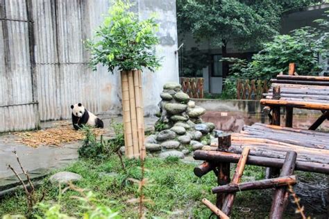 Taking A Chengdu Panda Tour Chinas Cutest Tourist Attraction
