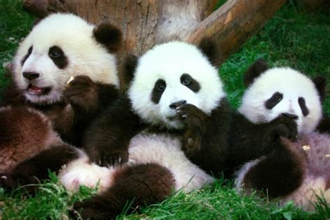 3 Days Chengdu And Dujiangyan Panda Base Volunteer Tour Sichuan Panda