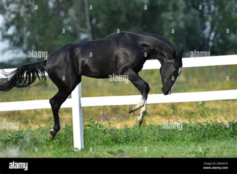 Funny Black And Young Akhal Teke Stallion Flying Up In The Paddock In