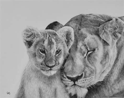 Lioness Sketch At Explore Collection Of Lioness Sketch
