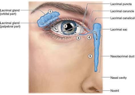 Lacrimal Apparatus The Lacrimal Apparatus Continually Produces Lacrimal Fluid Tears That