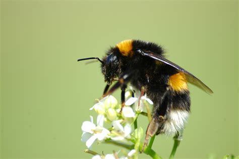 The Buff Tailed Bumblebee Bombus Terrestris Is The Largest Of