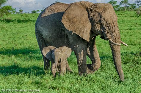 Tanzania Baby Elephant With Mom