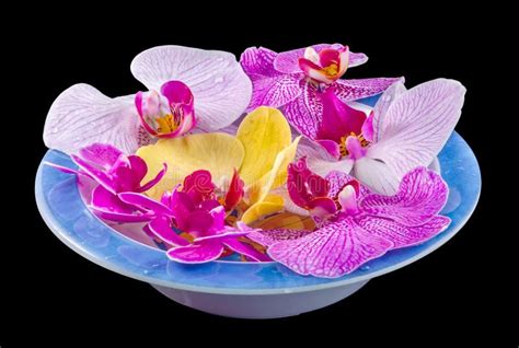 De Gekleurde Orchidee Bloeit Mauve Geel Roze Purper In Een Wit
