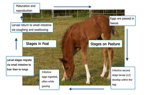 Horses Ascarid Life Cycle Faecal Egg Count Kit