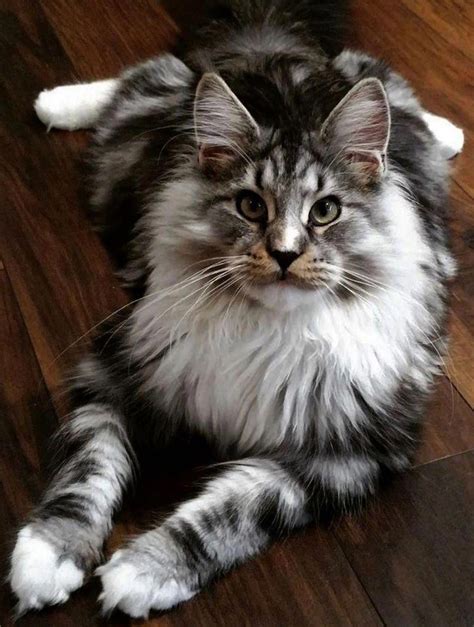 Great savings & free delivery / collection on many items. Craigslist Sale Maine Coon Cat Kittens For Sale - Baby ...