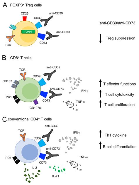IJMS Free Full Text CD39 Regulation And Functions In T Cells