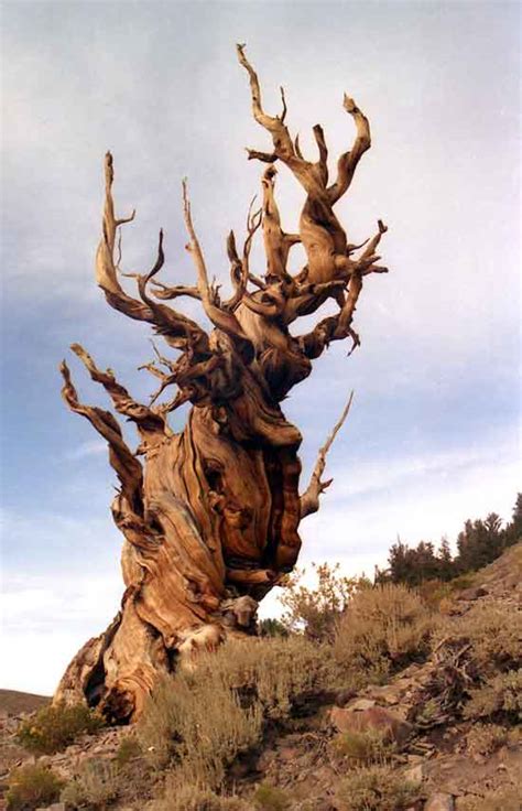 Great Basin Bristlecone Pine The Oldest Tree In World