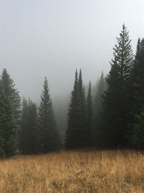 Tree Forest Pine And Mist Hd Photo By Bradley Swenson Bswens On