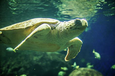 Green Sea Turtle Photograph By Art Spectrum