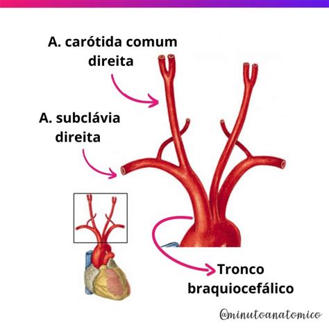 Arco Aortico Anatomia
