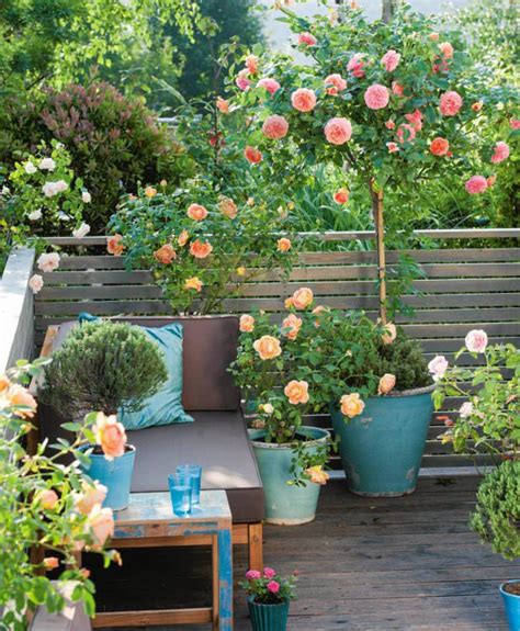 Small Rose Garden Growing Roses In Containers Balcony