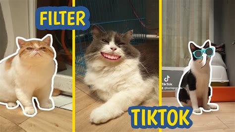 Efek Tiktok Kucing Yang Lagi Viral Youtube