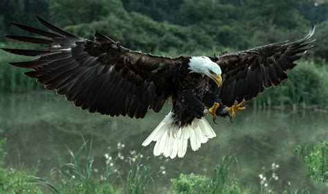 Bald Eagle Full Hd Wallpaper And Background Image 2048x1212 Id673567