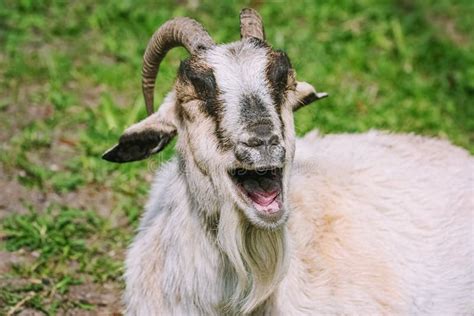 Laughing Goat Portrait Stock Image Image Of Agriculture 19393433