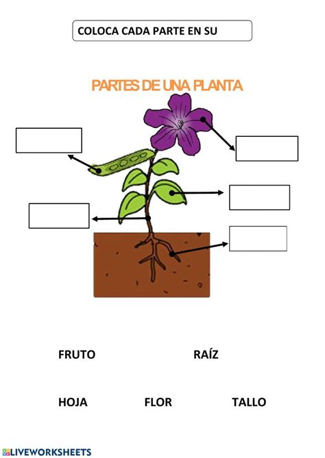 The Parts Of A Plant In Spanish With Pictures And Words On It