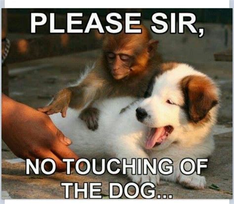 Cute Monkey And Dog Funny Animal Pictures Funny