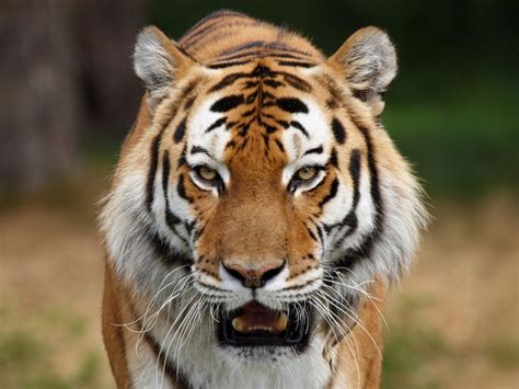 Tiger Bing Images Wild Tiger Pet Tiger Tiger Face