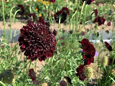 Black Knight Scabiosa Seeds Pincushion Flower Mourning