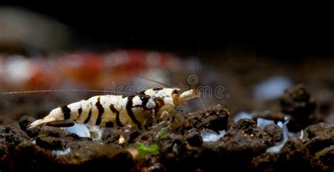 Red Fancy Tiger Dwarf Shrimp Stay And Look For Food On Moss In