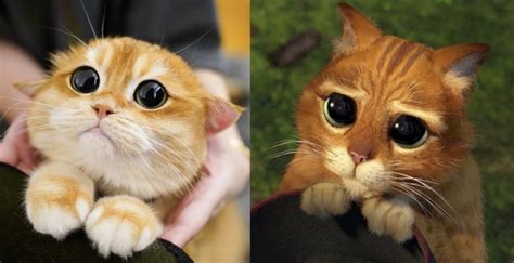 Meet Pisco The Big Eyed Cat Who Looks Like A Real Life Puss In Boots