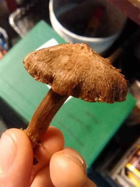 Pacific Northwest Mushrooms Identification Found On Ground In Grass