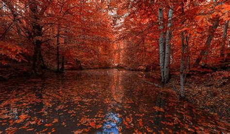 Nature Photography Landscape Fall Red Leaves River Forest Trees