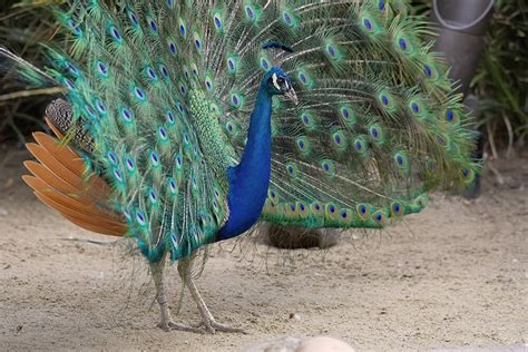 Peafowl San Diego Zoo Animals And Plants